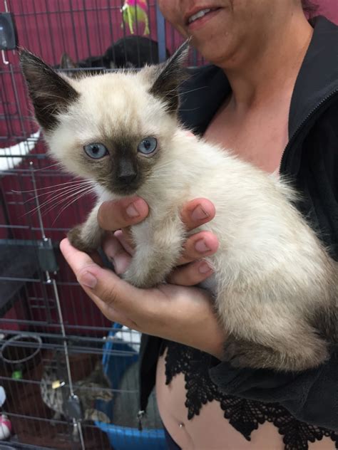 Siamese Kittens Seal Point Lilac Point liter box trained two wormed raised in home text x. . Kittens for sale columbus ohio